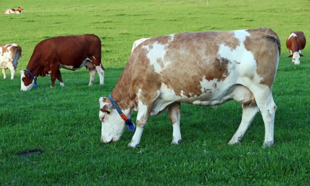 The Role of Wearable Technology in Preventing Zoonotic Diseases