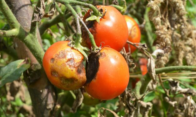 Fungal Diseases in Agriculture: Threats to Food Security in a Warming World